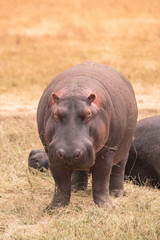 Hippo in beautiful landscape scenery of bush savannah - Game drive in  Ngorongoro Crater National Park, Wild Life Safari, Tanzania, Africa