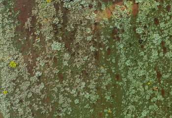 Green moss on a rusty surface. Mold on the iron. Photophone, texture.