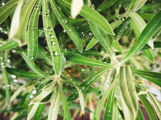 Fototapeta premium 雨上がりの雫をのせた美しい草花