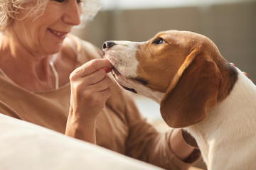 Close up of smiling senior woman playing with dog and giving him treats while sitting on couch in...