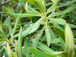 雨上がりの雫をのせた美しい草花