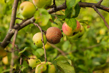 Rotten apple on a tree branch. Spoiled fruit on an apple tree. Harvest 2020.