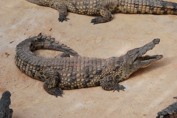 crocodile