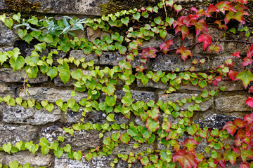 Drystone wall with vegetation at Burford in the Cotswolds