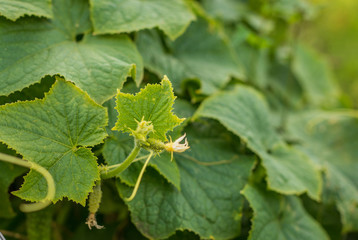 Yellow cucumber flower. Vegetables, herbs, nature. Vegetable garden, agronomy, agriculture. Selective focus.