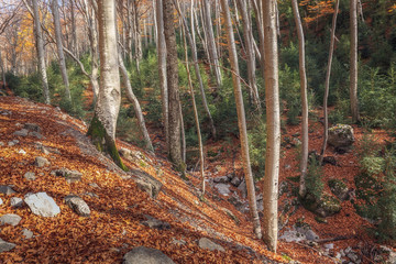 Autumn Woodlands in Bergueda, Catalonia