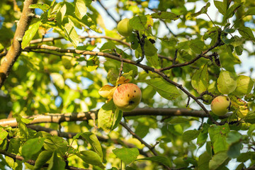 Apples hang on a tree branch on a sunny summer day. The fruit. Selective focus.