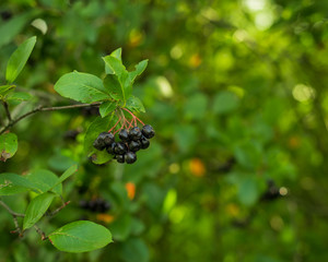 Black berries on a green background. A bunch of black chokeberry berries on a branch. Copy space.