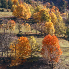 Autumn trees landscape, fall season in Bergueda, Catalonia