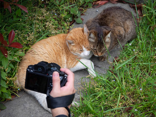 二匹の寄り添う野良猫を写真に収めるカメラマン
