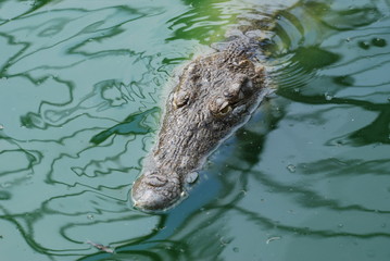 crocodile