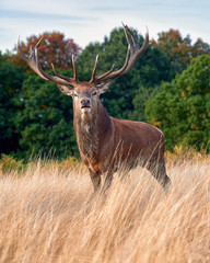 Large male stag 
