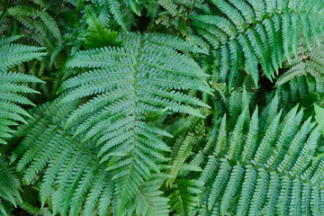 Ferns