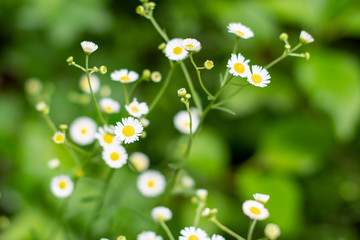 White and yellow daisies in the grass with green soft focused background ~PUSHING UP DAISIES~