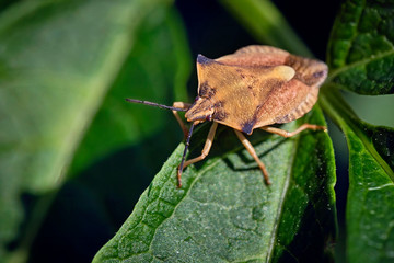 Nördliche Fruchtwanze ( Carpocoris fuscispinus ).