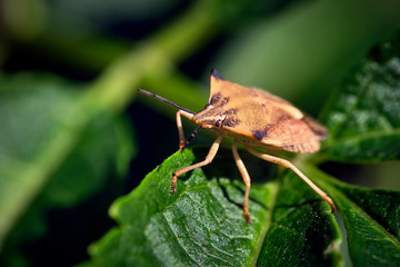 Nördliche Fruchtwanze ( Carpocoris fuscispinus ).