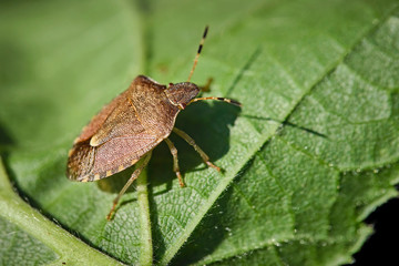 Frühlings-Baumwanze ( Peribalus strictus ).