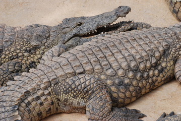 crocodile