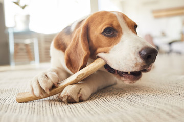 Warm toned close up portrait of cute beagle dog chewing on treats and toys while lying on floor in...