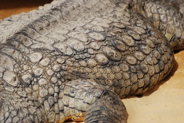 crocodile