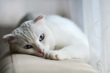 Fototapeta na wymiar White Scottish fold cat with blue eyes lays on the sofa