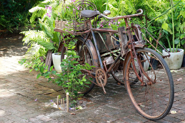 Fototapeta na wymiar A rusty old tricycle has baskets and pots with orchid flowers for deorative purposes in a sunny courtyard garden.
