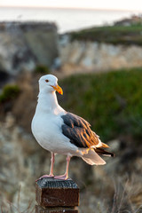 Fototapeta premium seagull on the beach