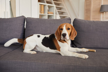 Full length portrait of cute beagle dog lying on couch and looking at camera in modern home...