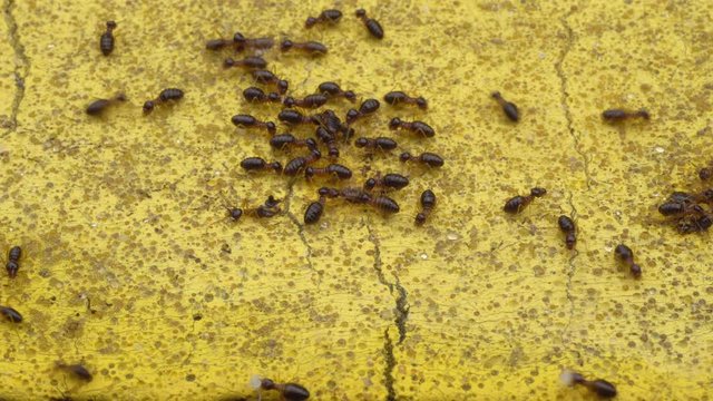 Migratory termite swarm are carrying larva to new nest