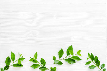 Green leaves background above view. Lauout of green leaves