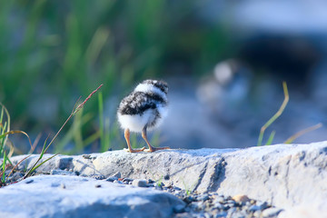 little cute chick / little gull in the wild, beautiful chick in the wild