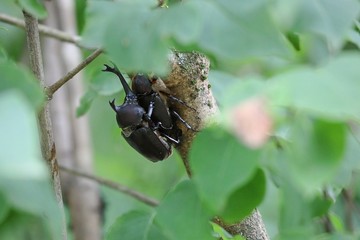 森の中のカブトムシ