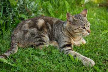 Naklejka na ściany i meble Domestic cat lying on the grass