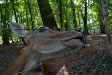 Reh im Park f&uuml;ttern gehege portrait 