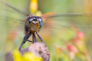 Macro Head Shot Of A Male Keeled Skimmer Dragonfly, Orthetrum coerulescens, Sitting On Bog Myrtle. Taken in the New Forest UK