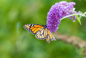 Monarch butterfly on purple butterfly bush flower in garden in summer