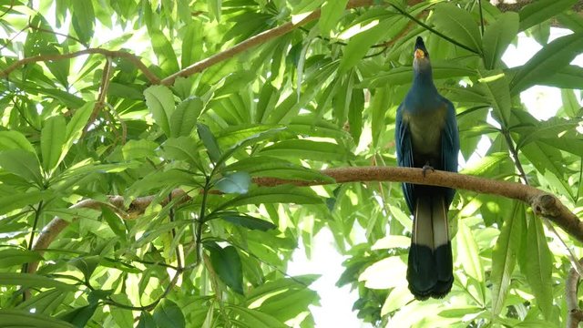 Great Blue Turaco in tropical rainforest. Exotic extraordinary african wild bird in green lush foliage. Colorful plumage of Musophagidae. Vivid vibrant feathers. Tree canopy in jungle paradise forest.