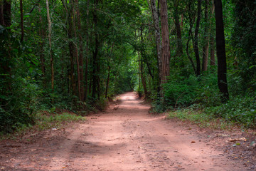 Fototapeta na wymiar The walkway is sandy and wet in the rain forest.