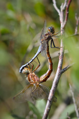 Male And Female Keeled Skimmers, Orthetrum coerulescens,Mating In Wheel Pattern Holding Onto A Dead Twig. Taken at Ramsdown Forest UK