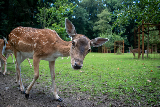 Reh im Park f&uuml;ttern gehege portrait 