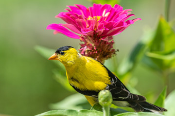Yellow goldfinch bird perched on stem of bright pink zinnia flower