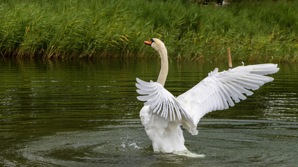 Schwan