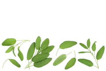 Sage herb leaves isolated on white background with clipping path . Top view with copy space for your text. Flat lay