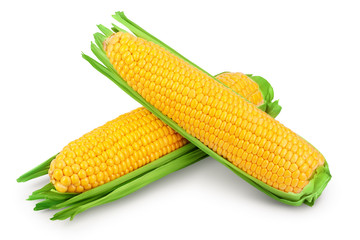 ear of corn isolated on a white background. Clipping path and full depth of field