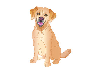Golden Retriever Isolated