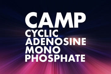 Obraz premium CAMP - Cyclic Adenosine MonoPhosphate acronym, medical concept background