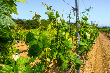 Young vineyard