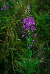 Beautiful fragrant purple plant, tea