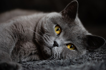 Portrait British Kurzhaar Katze Blau 