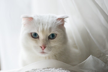 Scottish fold breed white cat with blue eyes in natural window light